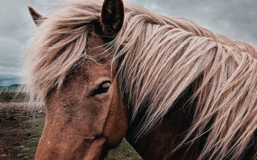 Paardenhaar wordt in het duurste matras ter wereld verwerkt